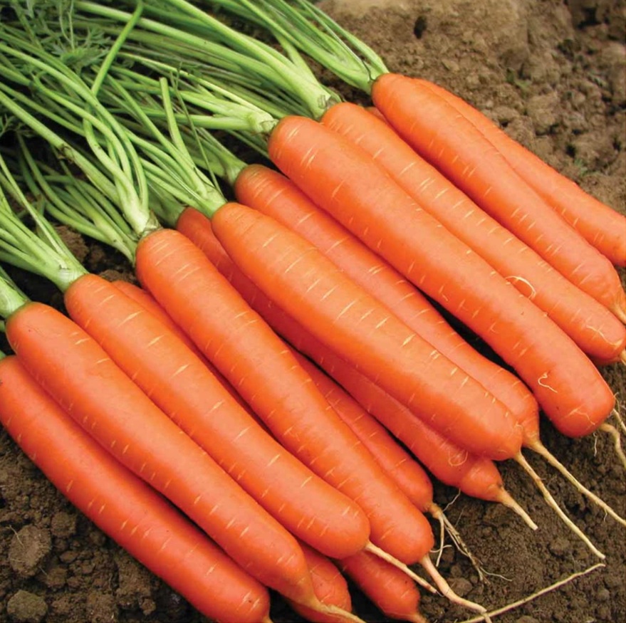 Carottes Fanes
