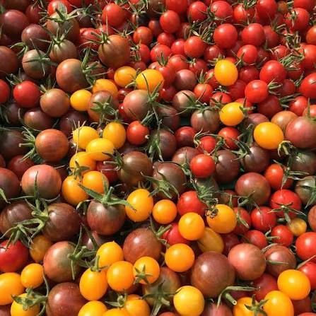 Tomates Cerise
